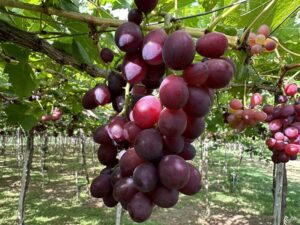 Nho khô ÔNG THẮNG (nho hồng ngọc có hạt) – 100G – gói