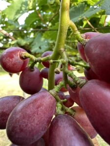 Nho khô ÔNG THẮNG (nho hồng ngọc có hạt) – 100G – gói