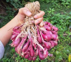 Củ hành tím khô ÔNG THẮNG