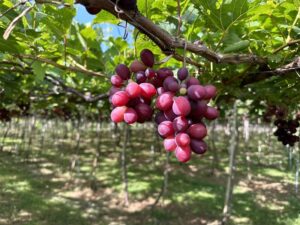 Nho khô ÔNG THẮNG (nho hồng ngọc có hạt) – 100G – gói