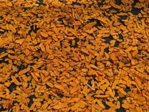 Bột nghệ ÔNG THẮNG -200g - gói